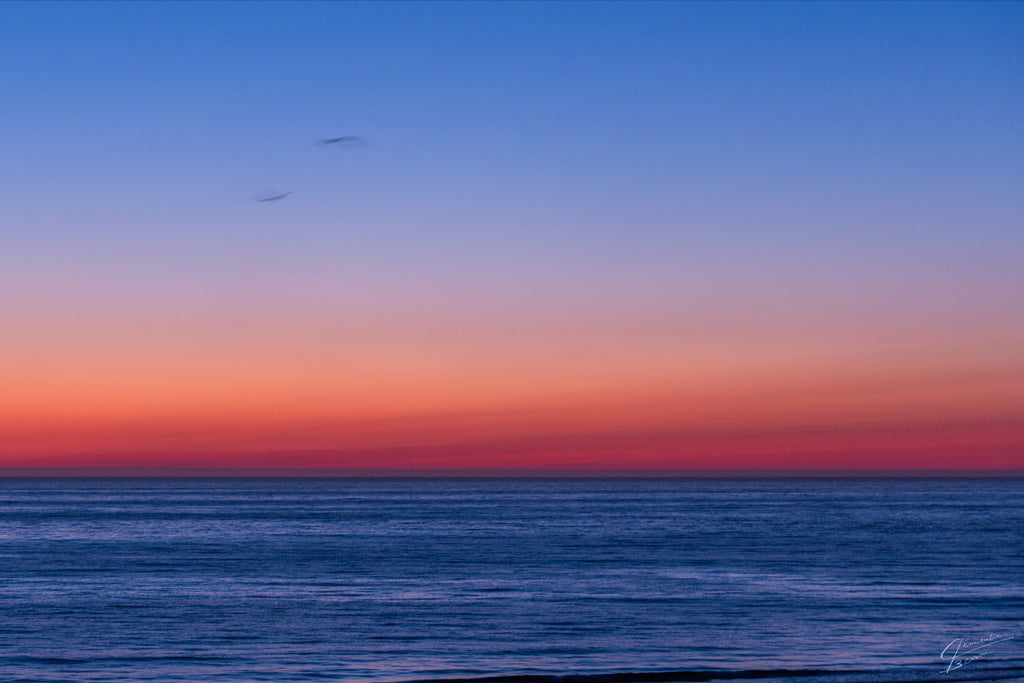 WILD - SÉRIE NATURE  60×40 CM