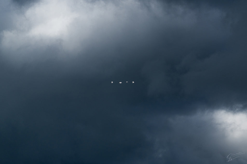 WILD - SÉRIE NATURE  60×40 CM